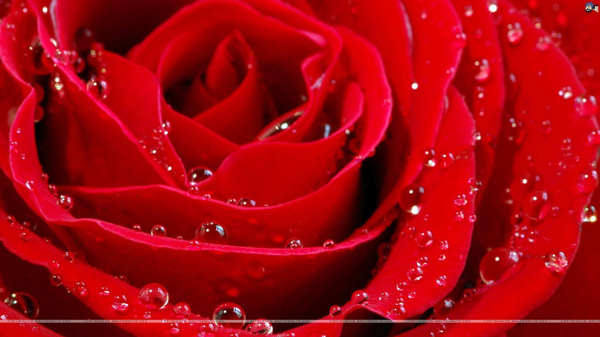 1920X1080 Rose Wallpaper and Background