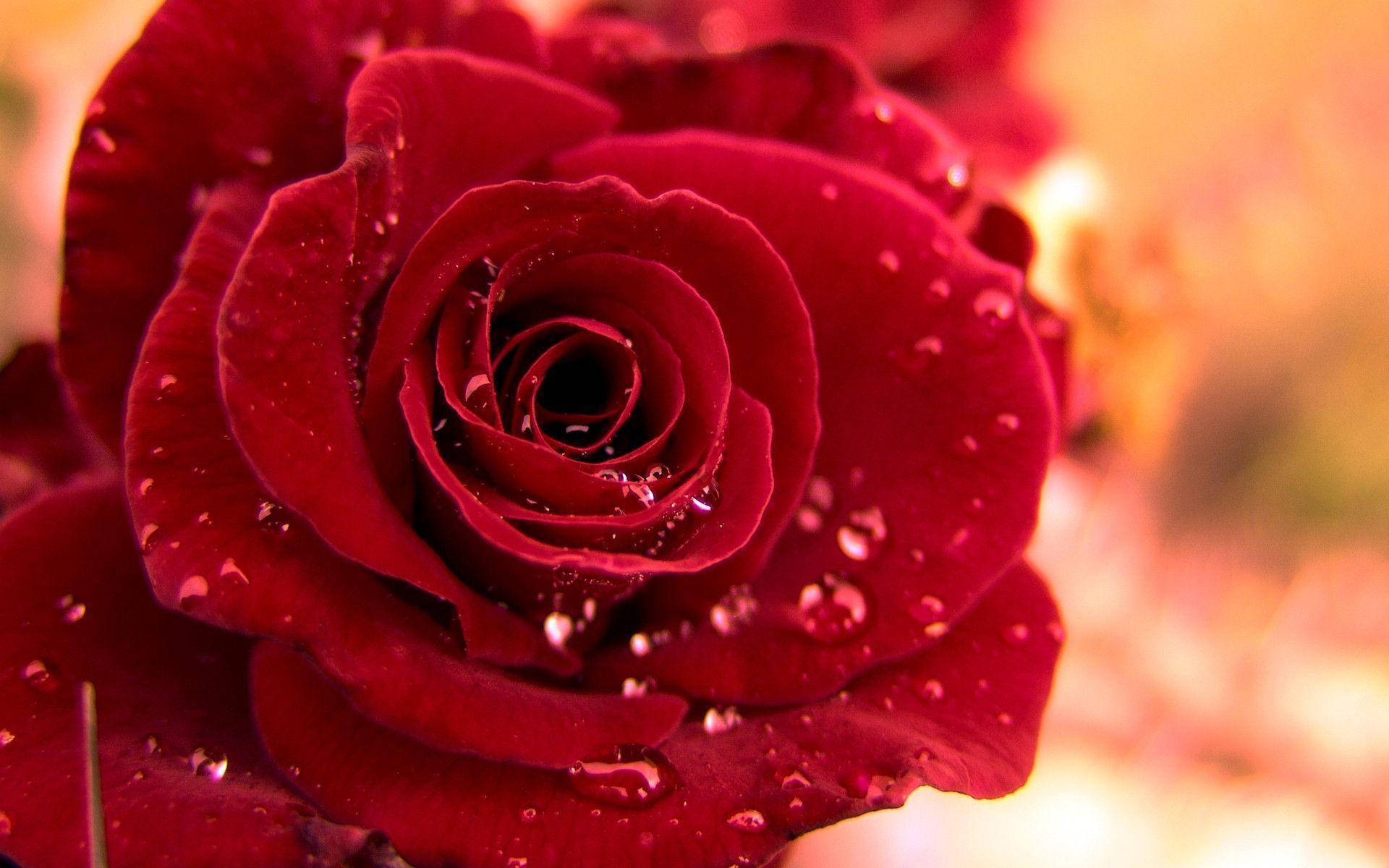 1920X1200 Rose Wallpaper and Background