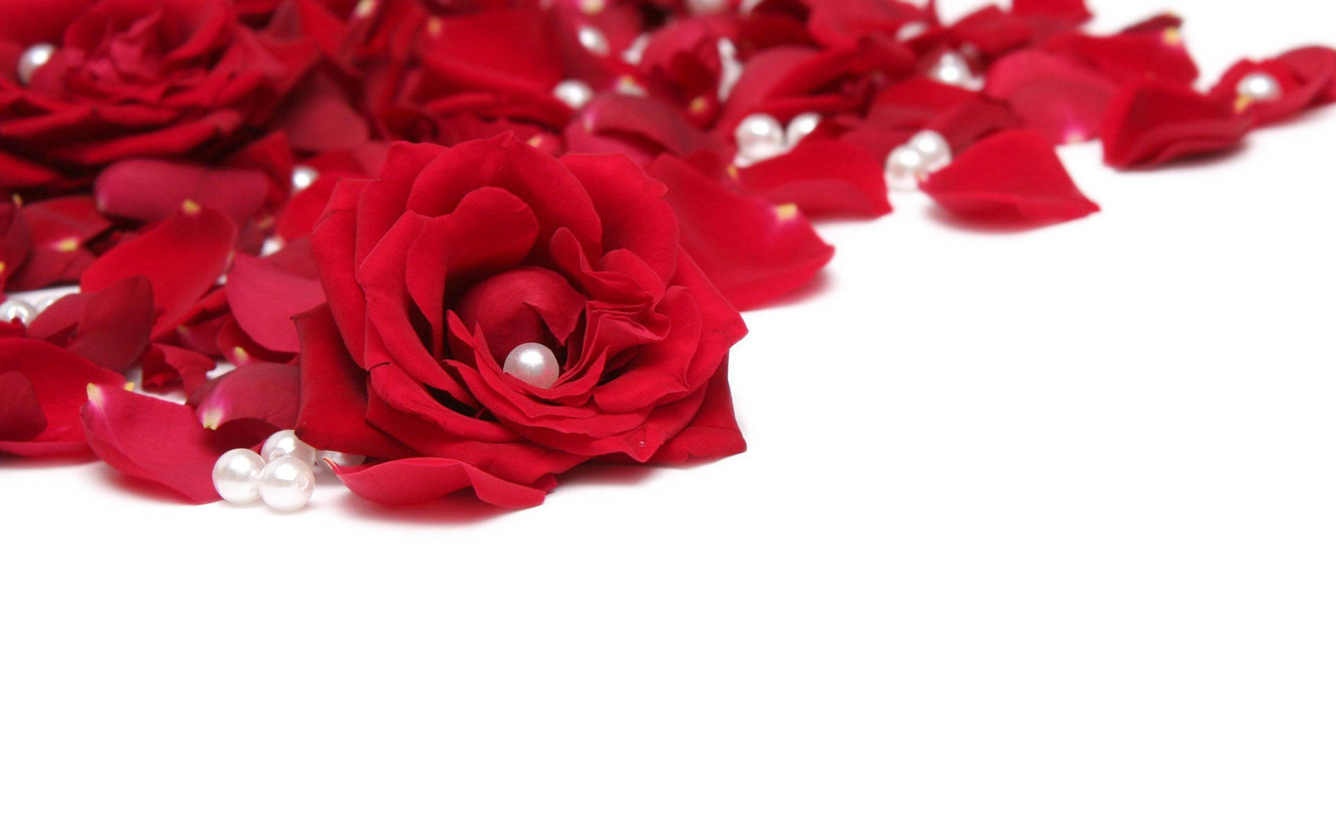 2560X1600 Rose Wallpaper and Background