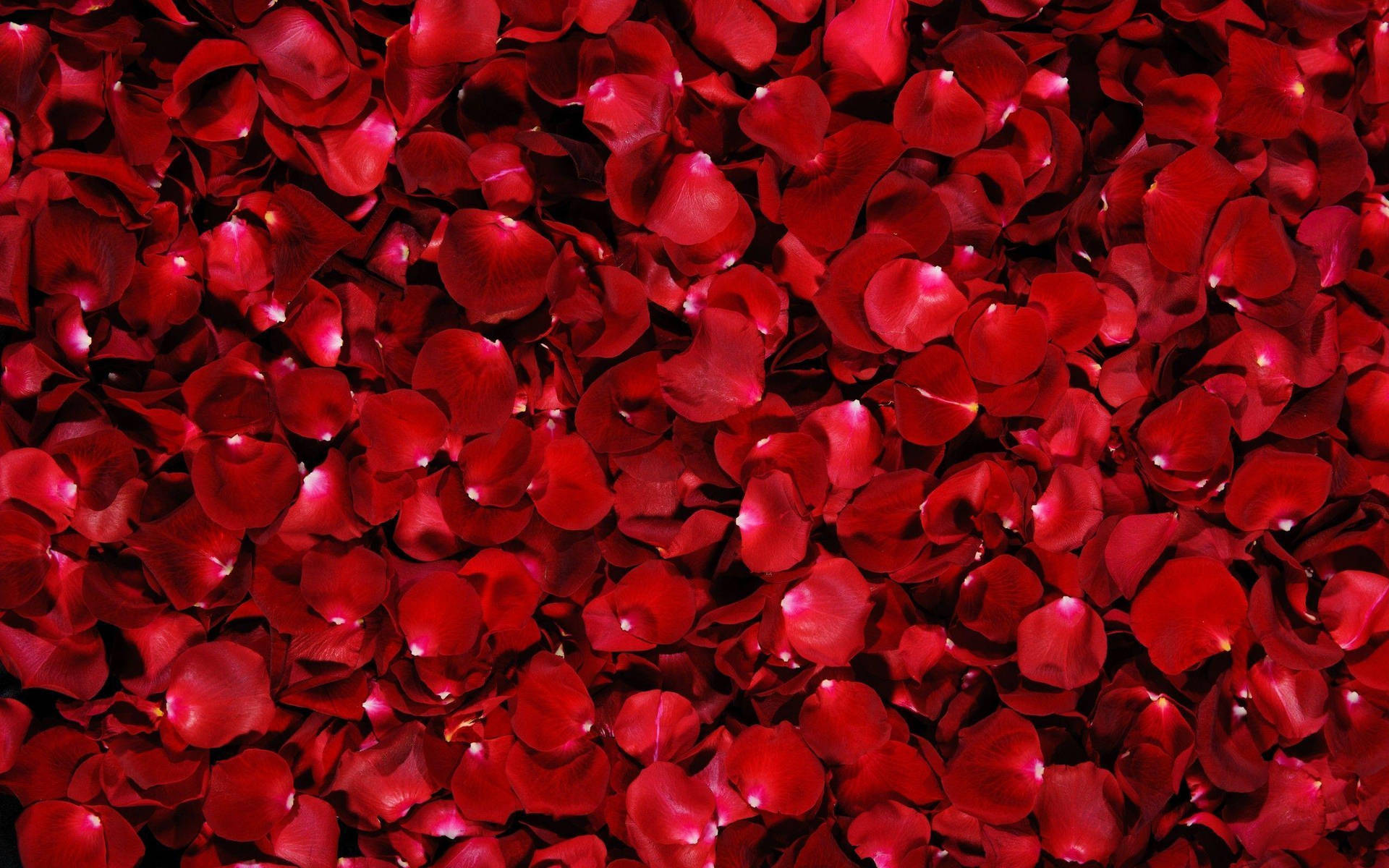 2560X1600 Rose Wallpaper and Background