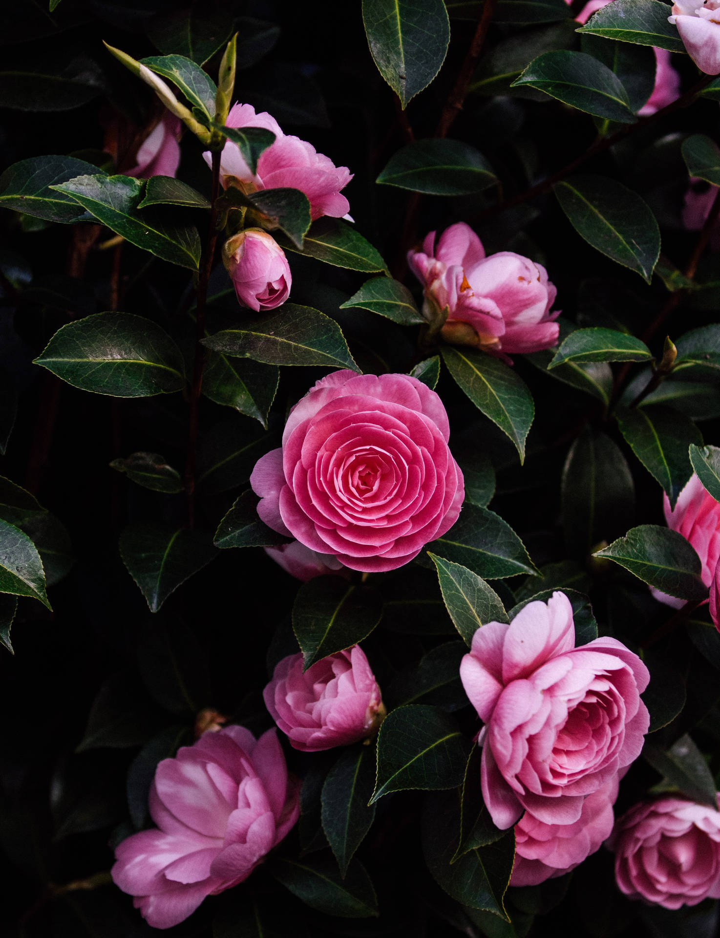 3478X4530 Rose Wallpaper and Background
