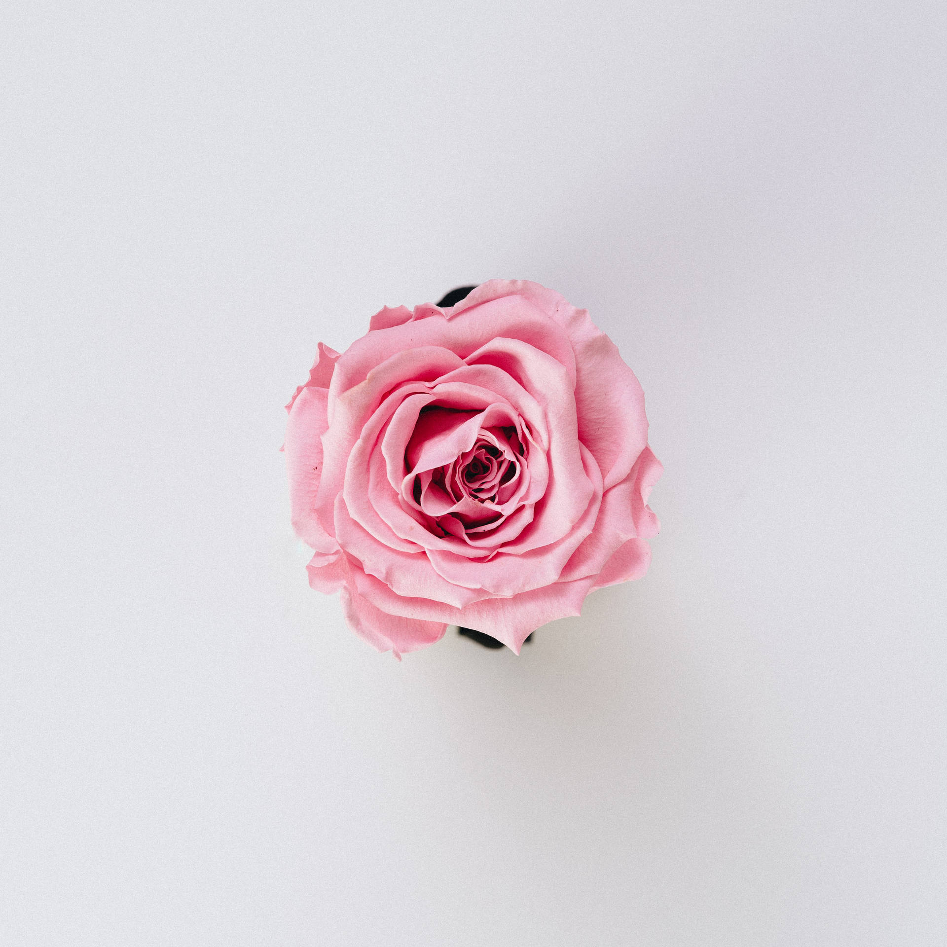 3715X3715 Rose Wallpaper and Background
