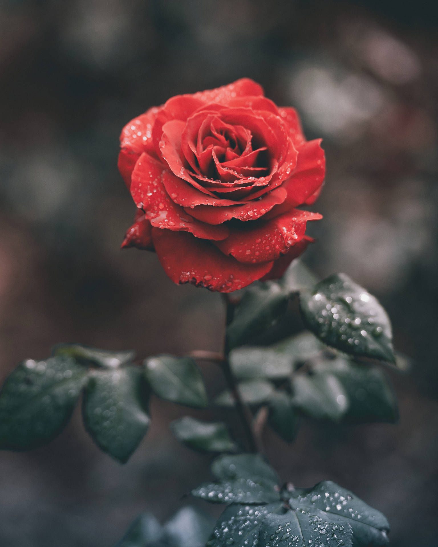 4298X5372 Rose Wallpaper and Background