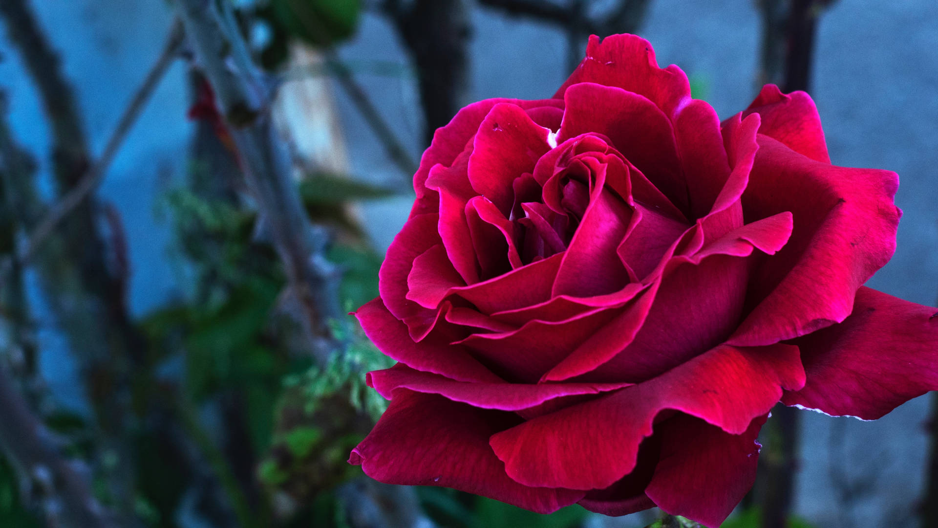 4608X2592 Rose Wallpaper and Background