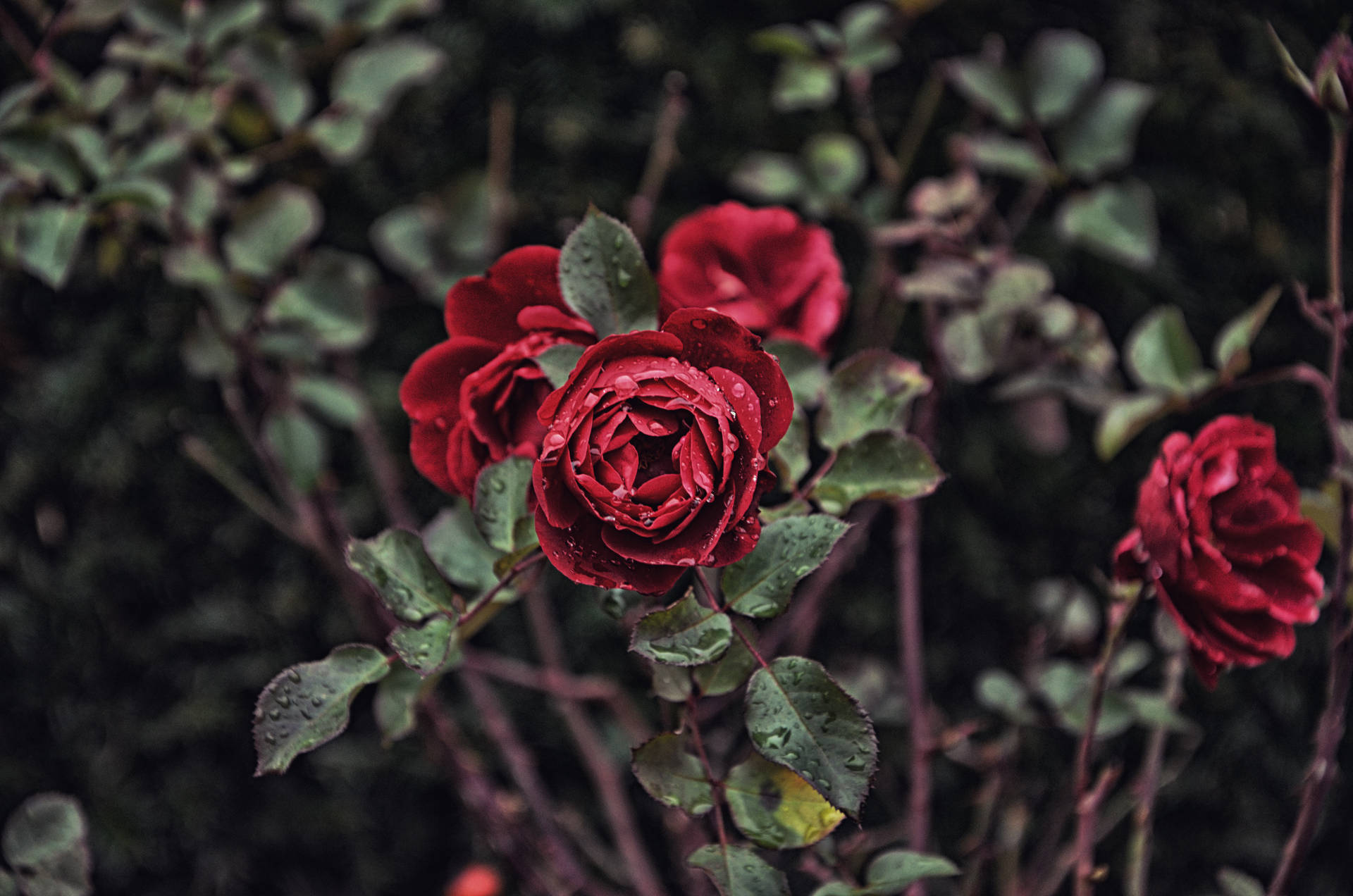 4928X3264 Rose Wallpaper and Background