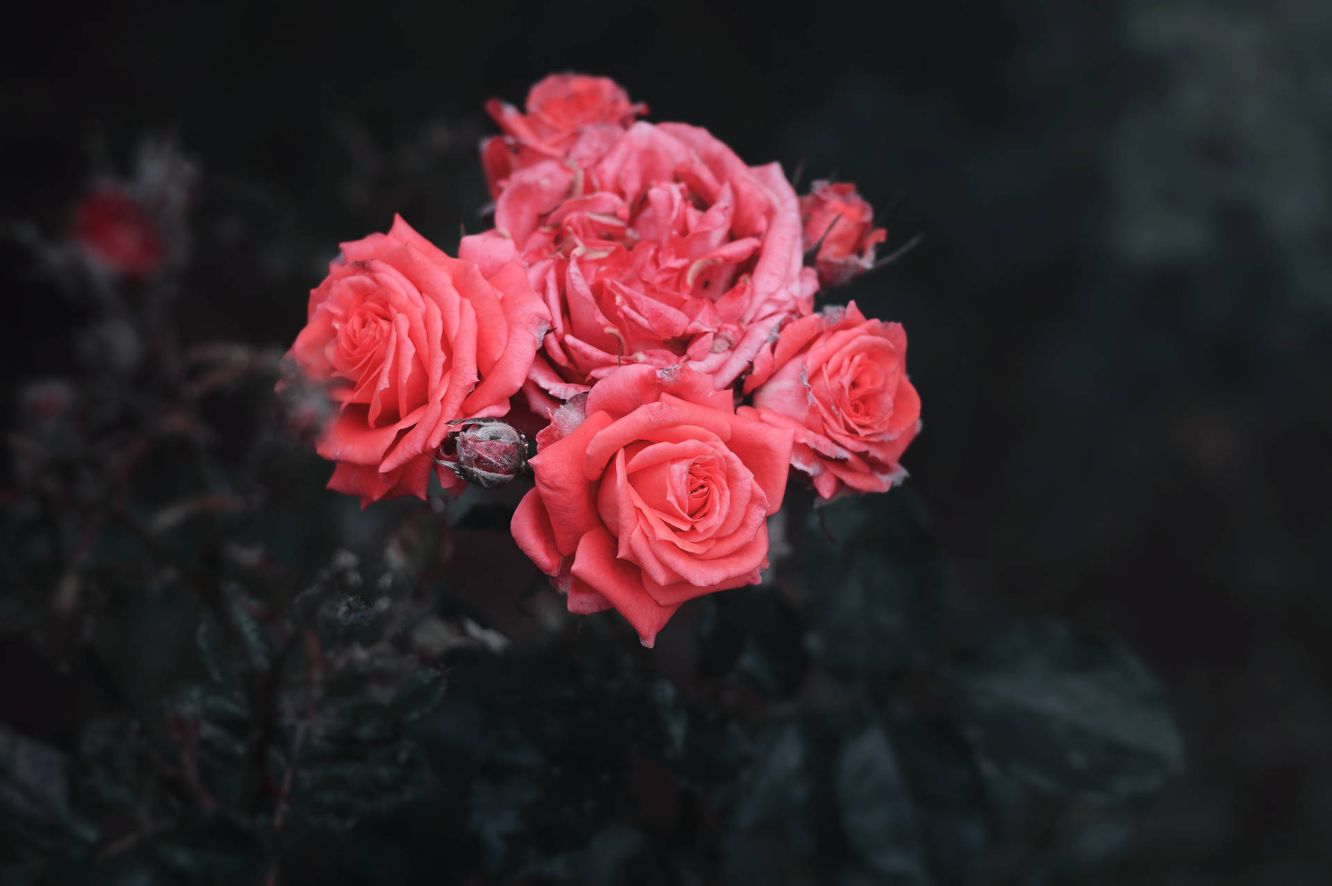6016X4000 Rose Wallpaper and Background