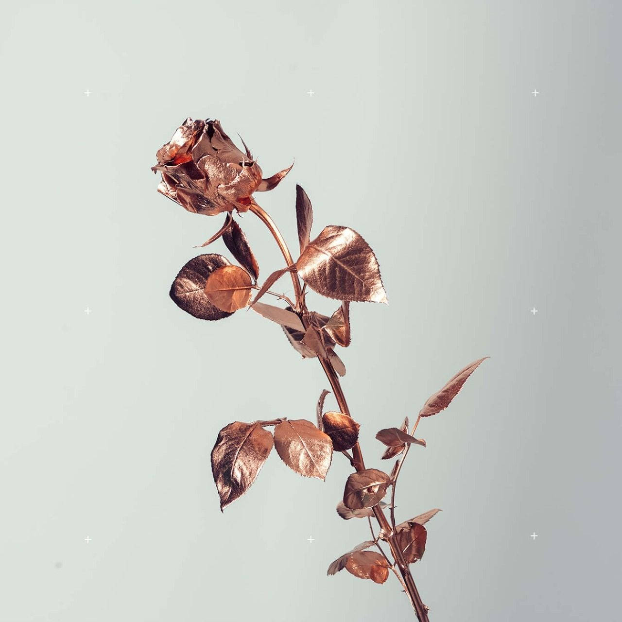 1280X1280 Rose Gold Wallpaper and Background