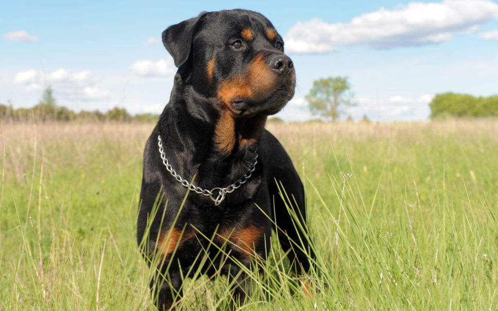 Rottweiler 1024X640 Wallpaper and Background Image