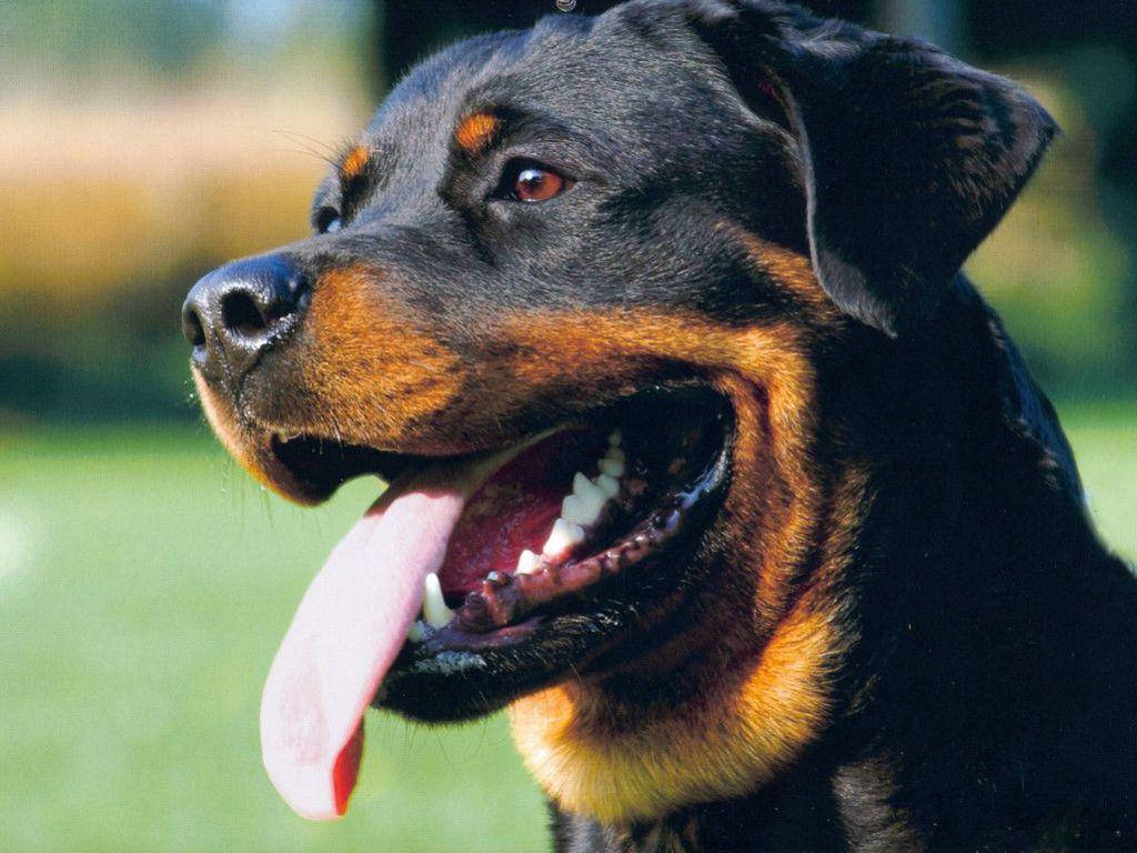 Rottweiler 1024X768 Wallpaper and Background Image
