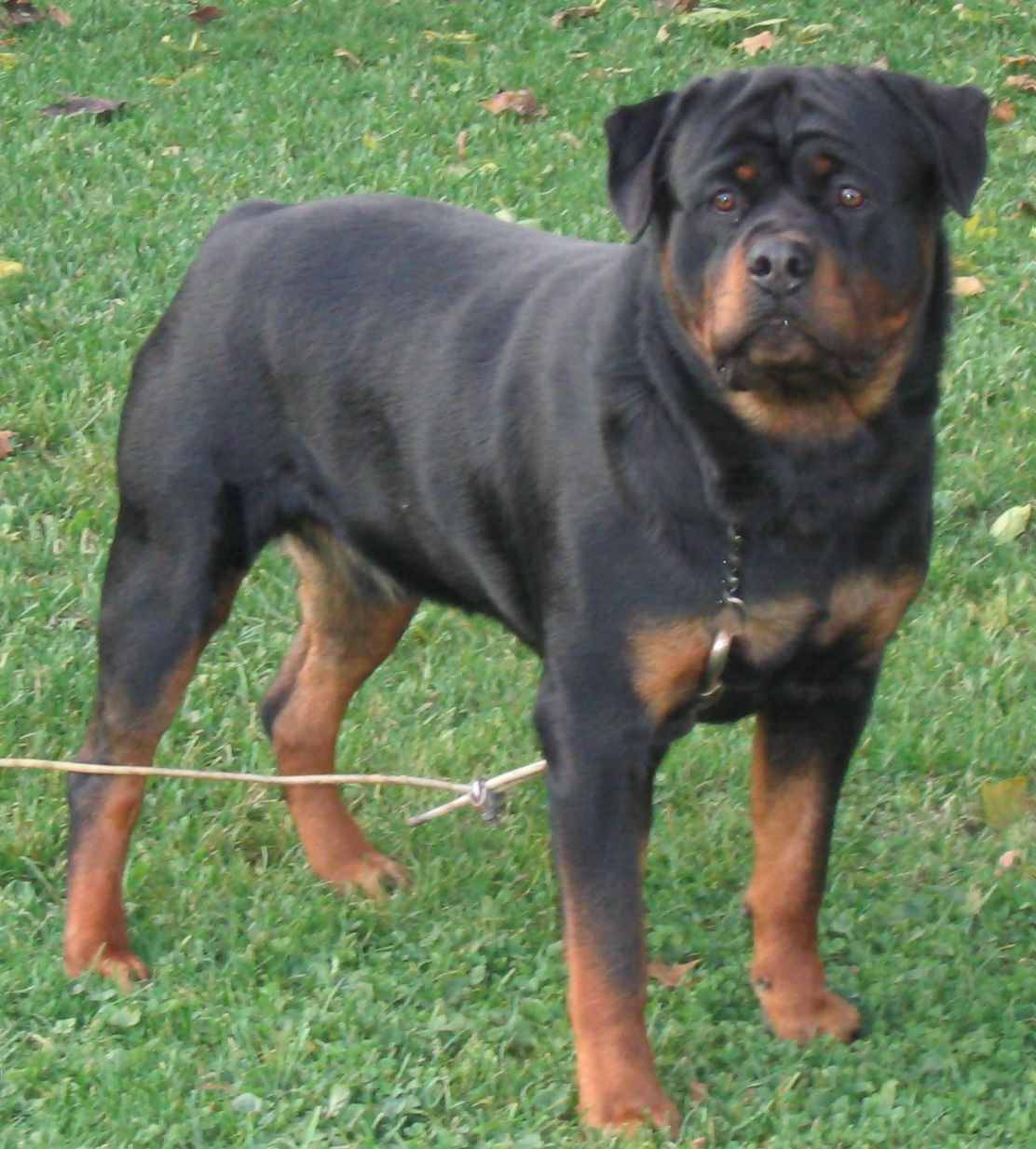 Rottweiler 1112X1233 Wallpaper and Background Image