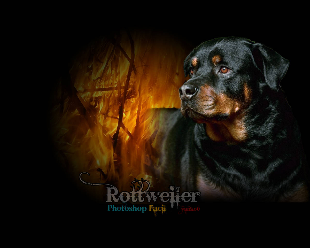 Rottweiler 1280X1024 Wallpaper and Background Image