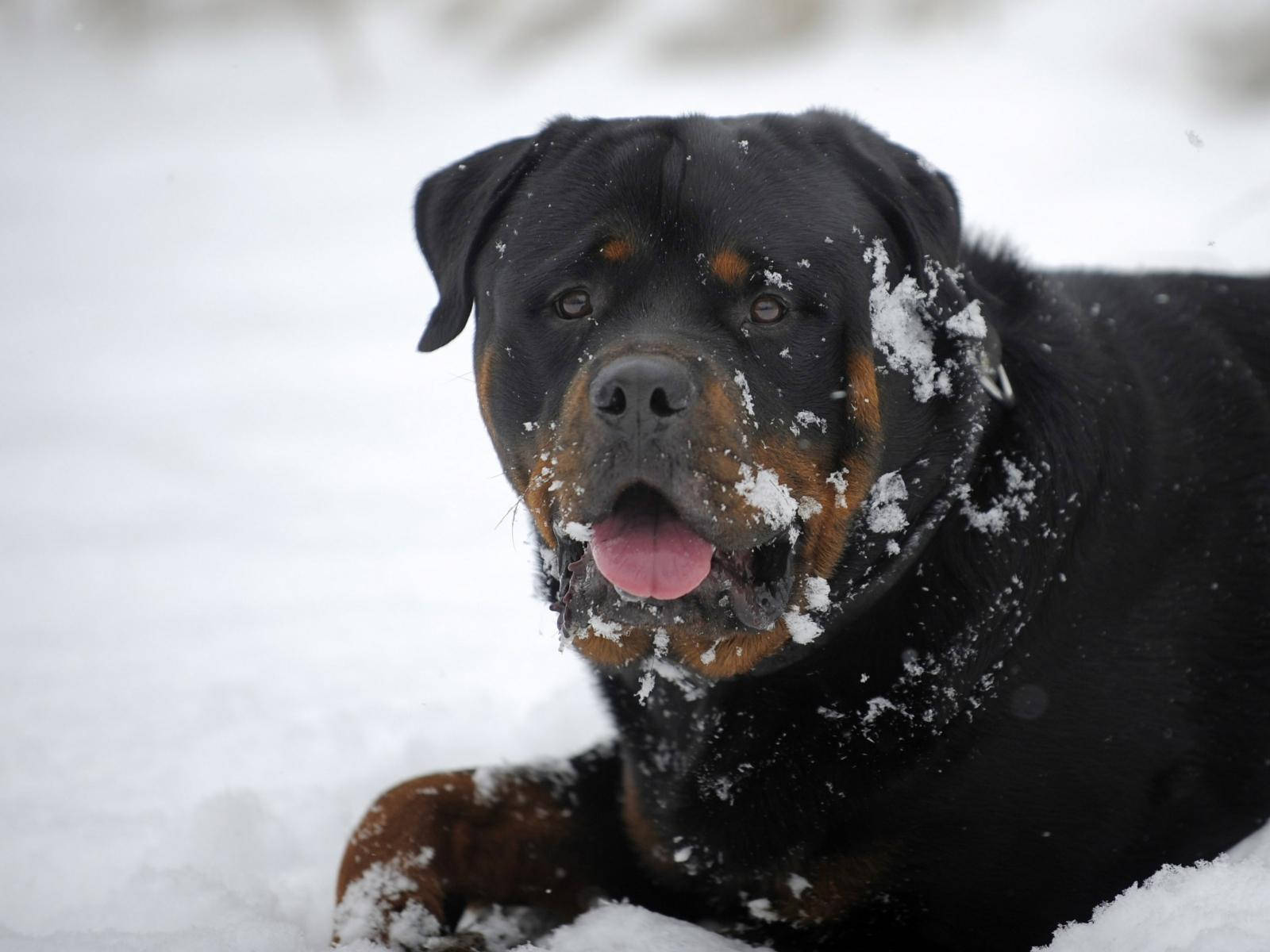 Rottweiler 1600X1200 Wallpaper and Background Image