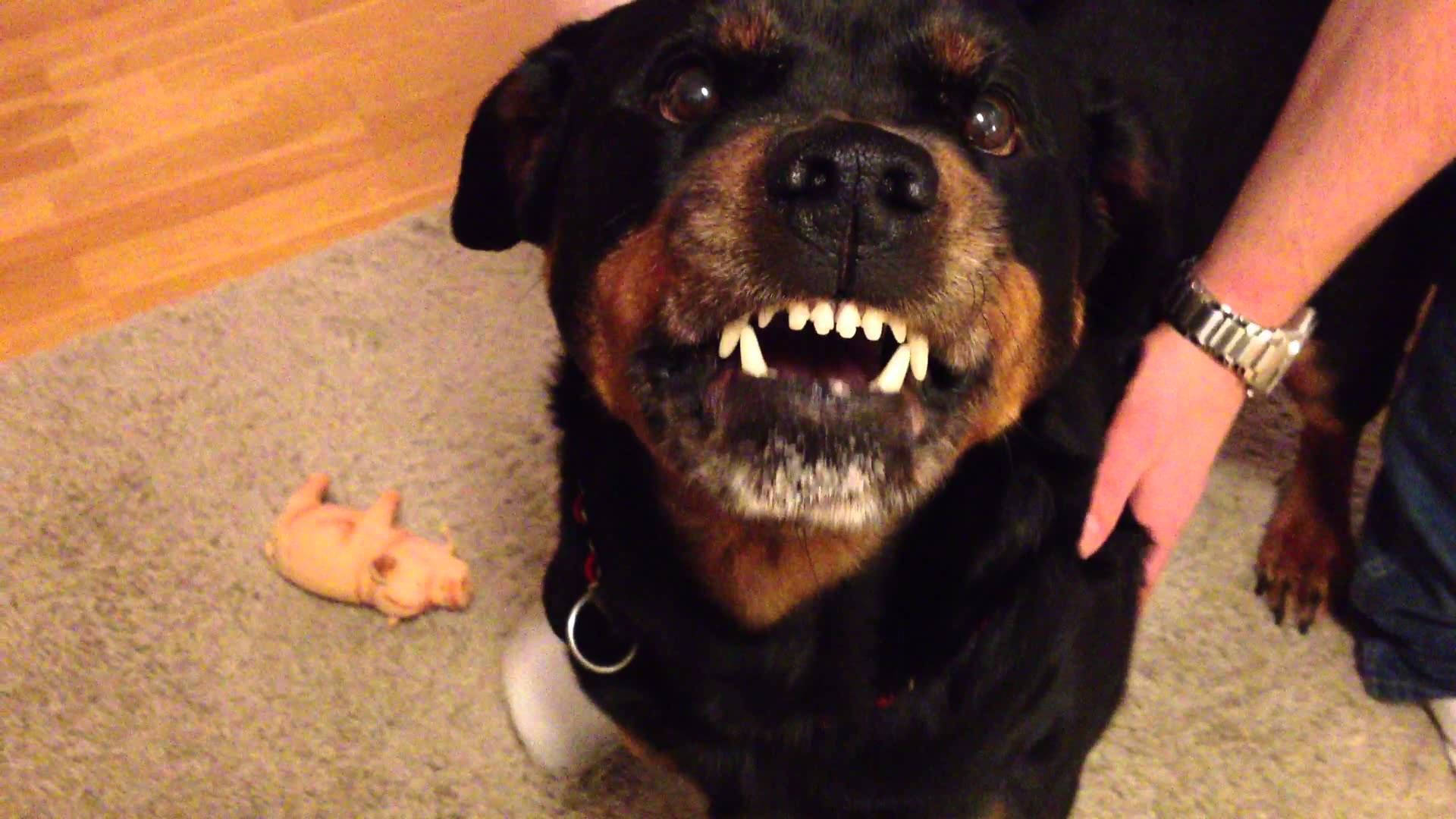 Rottweiler 1920X1080 Wallpaper and Background Image
