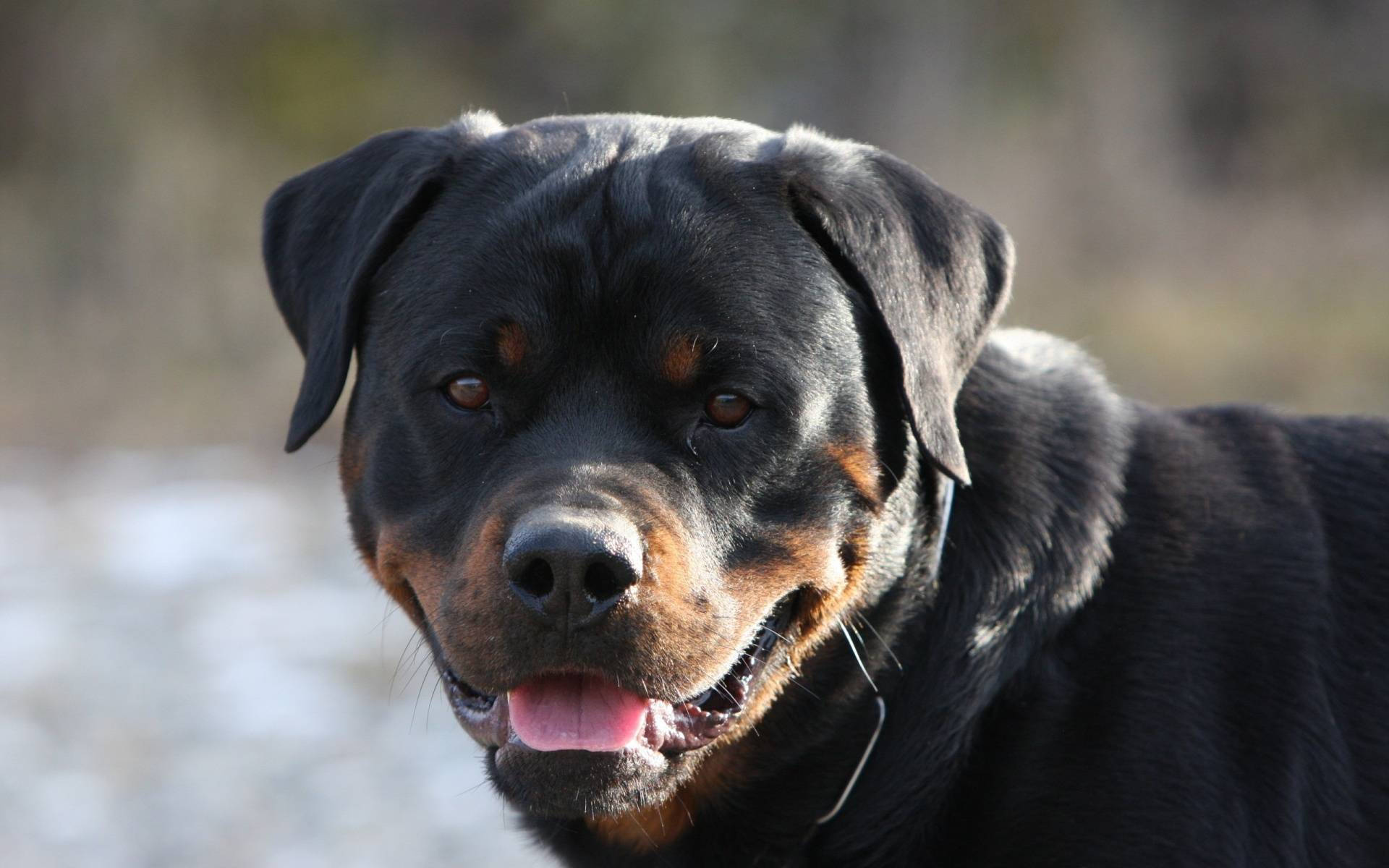 Rottweiler 1920X1200 Wallpaper and Background Image