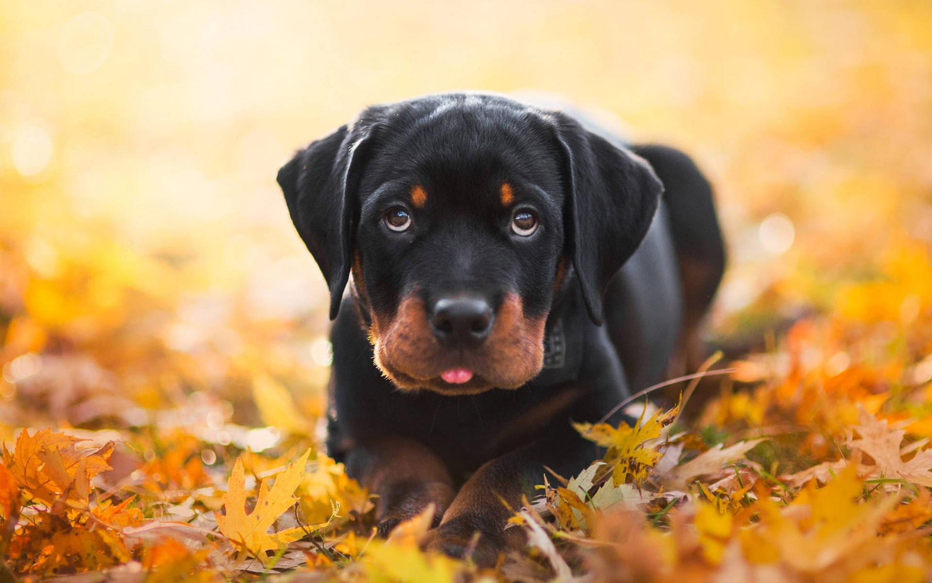 Rottweiler 1920X1200 Wallpaper and Background Image