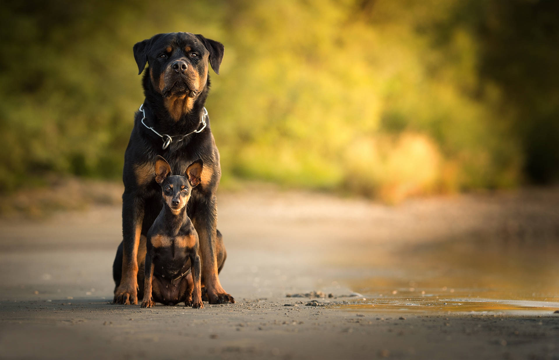 Rottweiler 2048X1321 Wallpaper and Background Image