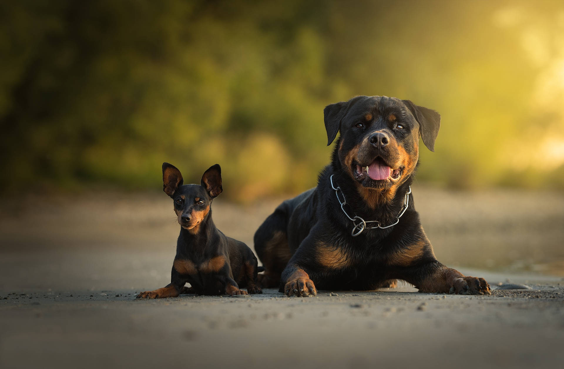 Rottweiler 2048X1338 Wallpaper and Background Image