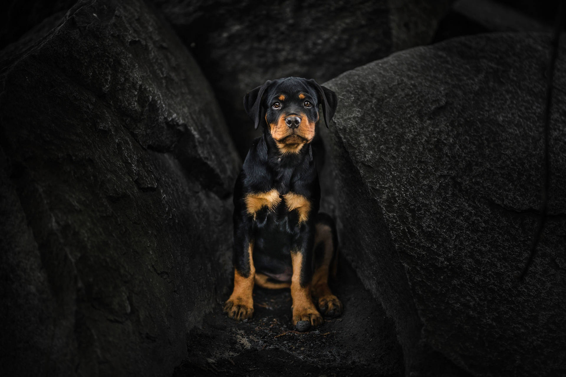 Rottweiler 2048X1365 Wallpaper and Background Image