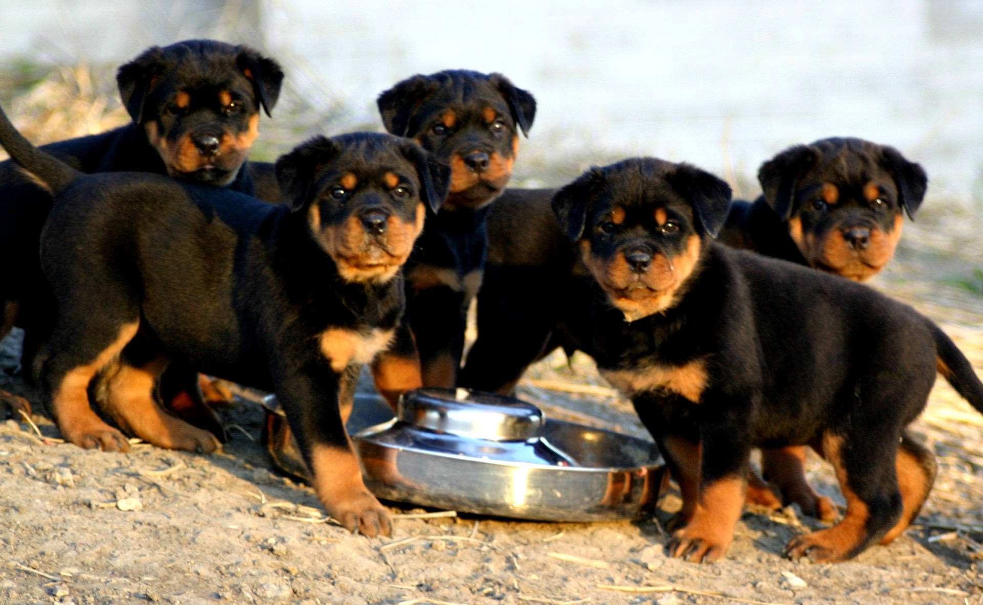 Rottweiler 2246X1384 Wallpaper and Background Image