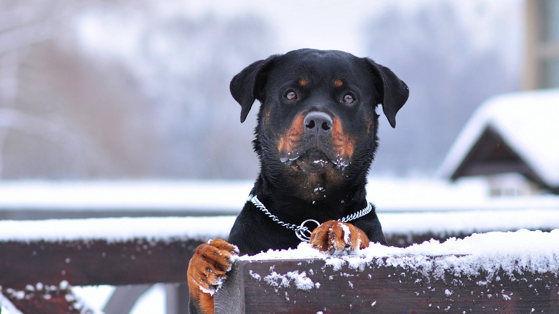 Rottweiler 2560X1440 Wallpaper and Background Image