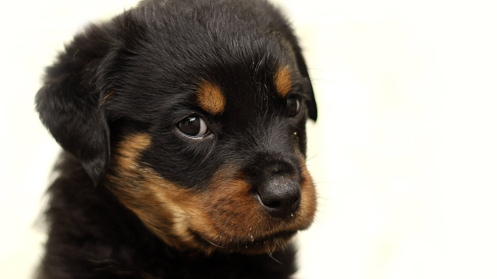 Rottweiler 2560X1440 Wallpaper and Background Image