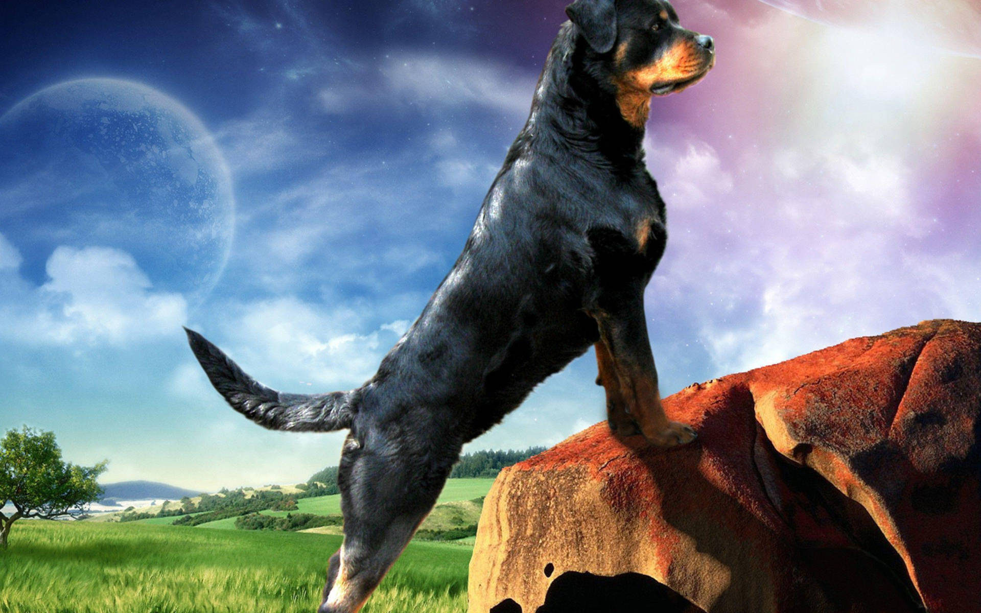 Rottweiler 2560X1600 Wallpaper and Background Image