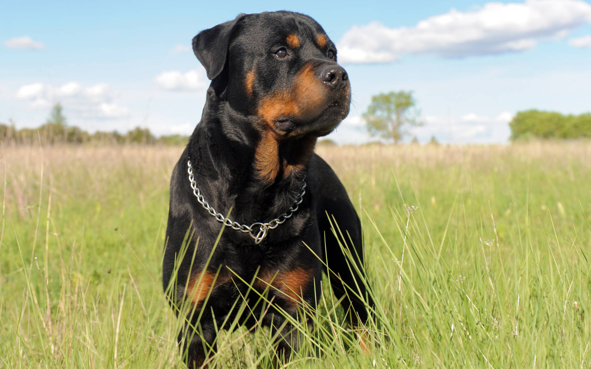 Rottweiler 2560X1600 Wallpaper and Background Image