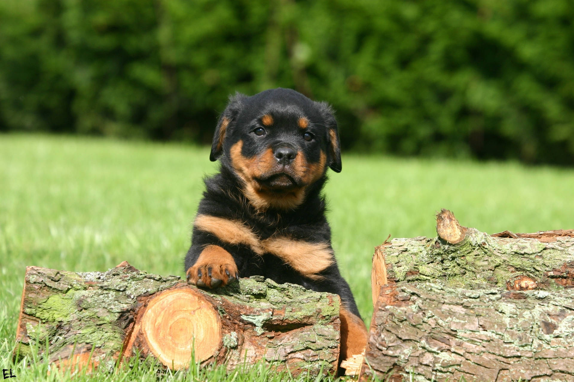 Rottweiler 3072X2048 Wallpaper and Background Image