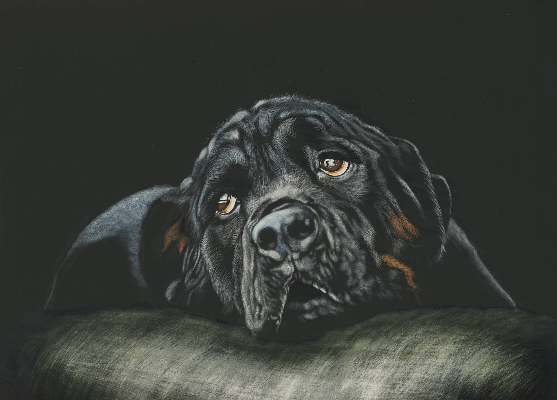 Rottweiler 3464X2488 Wallpaper and Background Image