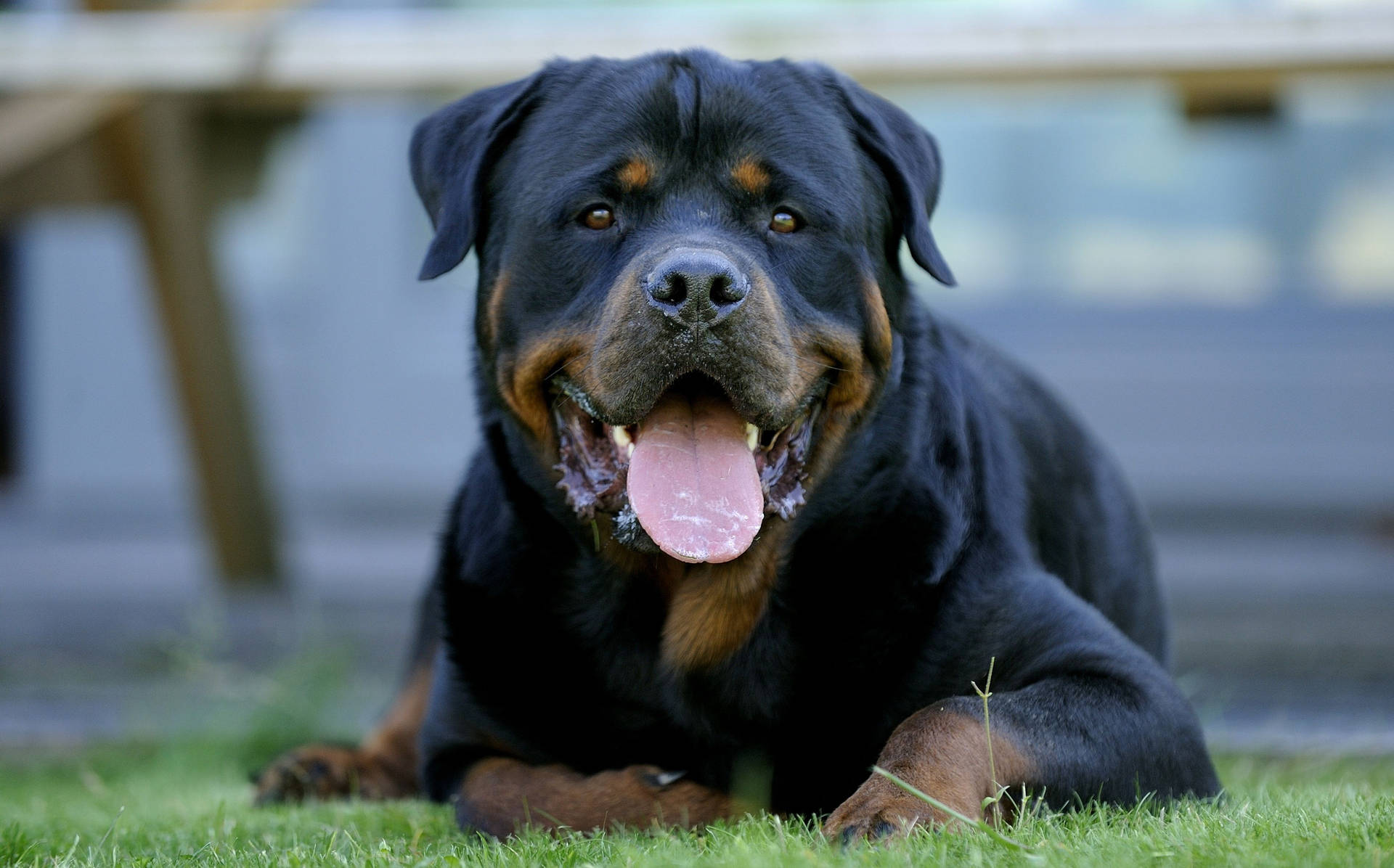 Rottweiler 3736X2328 Wallpaper and Background Image