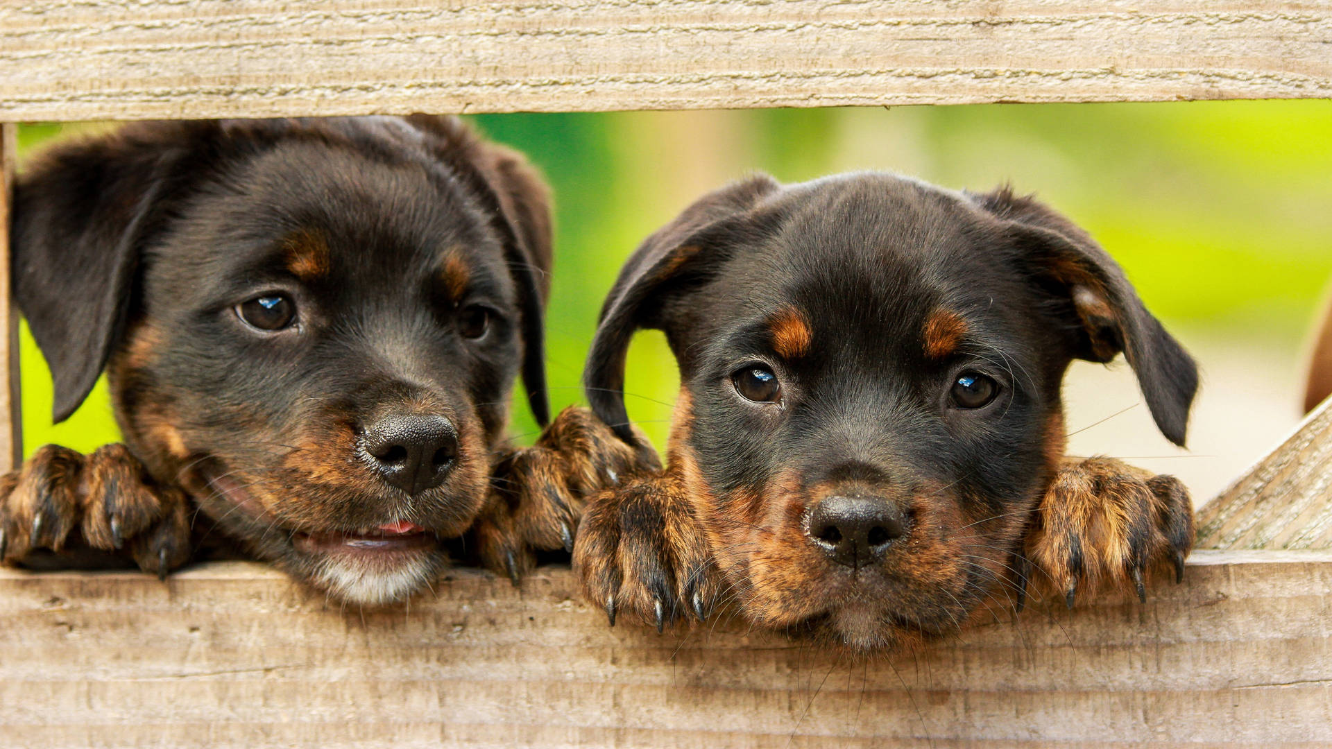Rottweiler 3840X2160 Wallpaper and Background Image