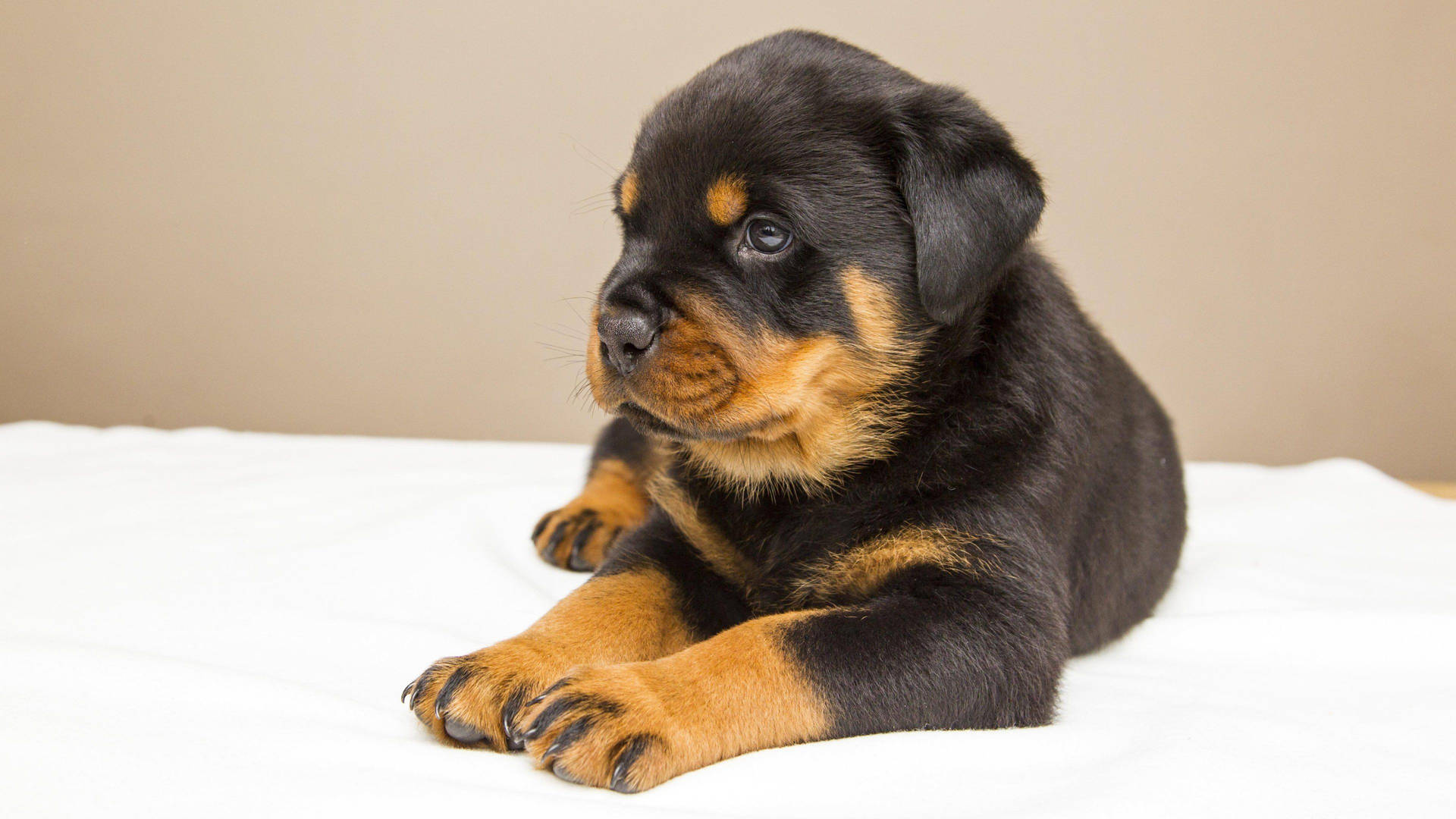 Rottweiler 3840X2160 Wallpaper and Background Image