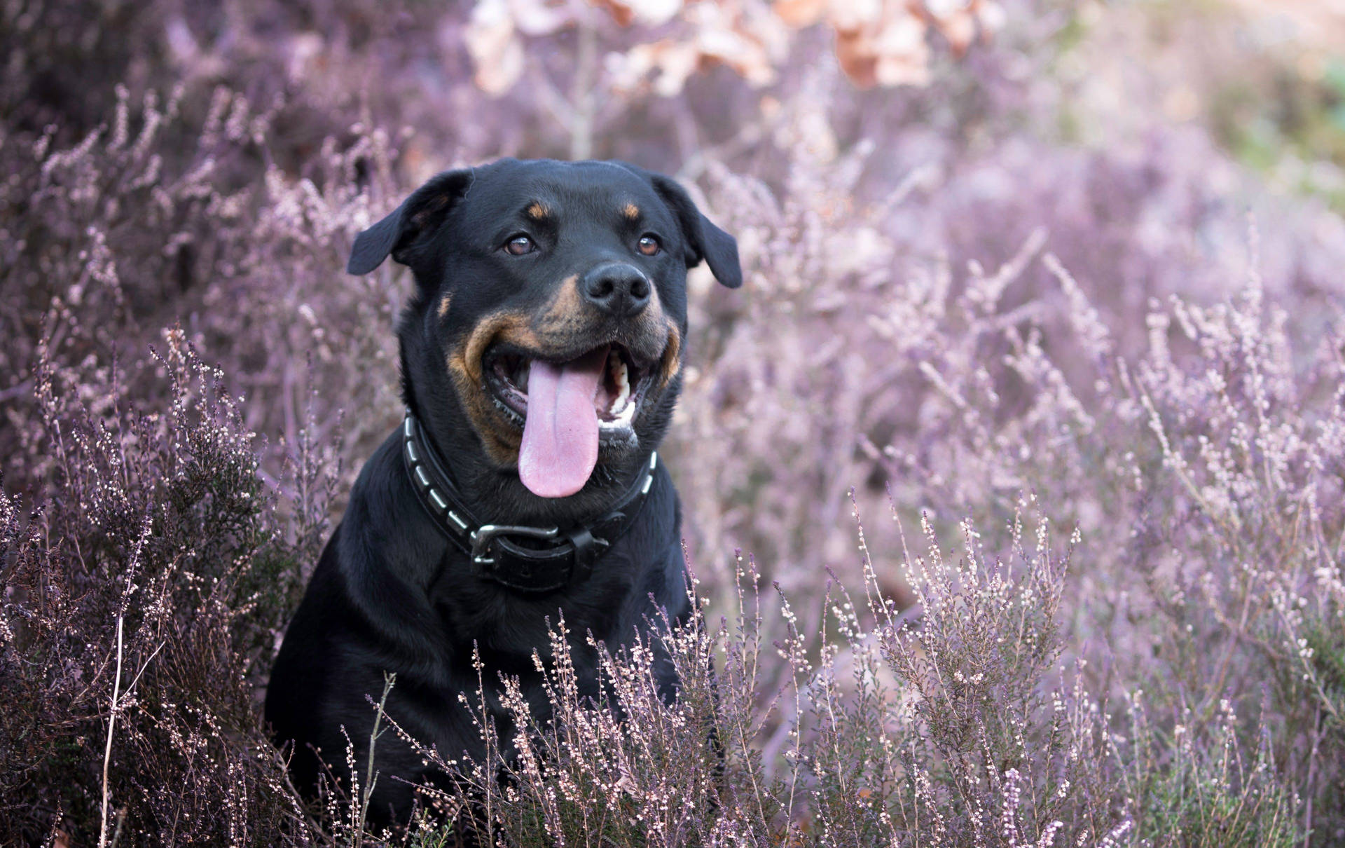 Rottweiler 3840X2419 Wallpaper and Background Image