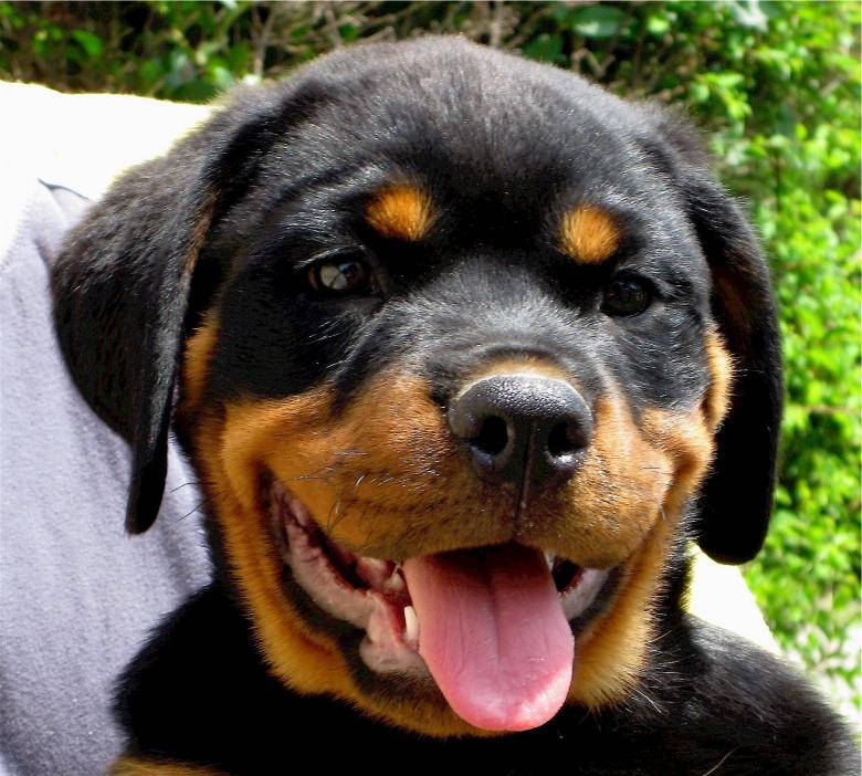 Rottweiler 780X702 Wallpaper and Background Image
