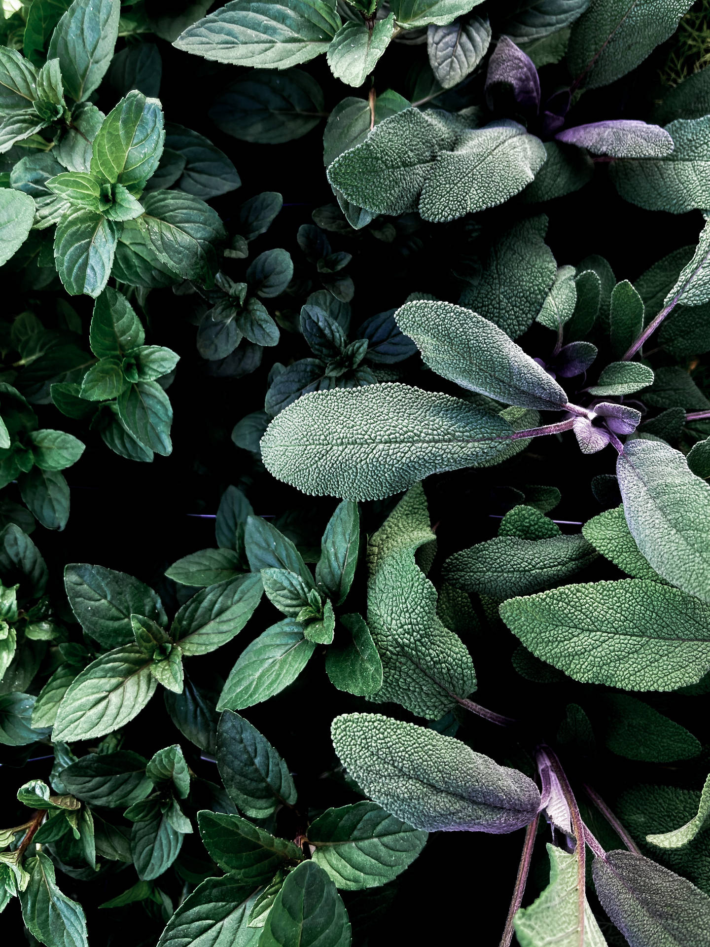 2749X3665 Sage Green Wallpaper and Background