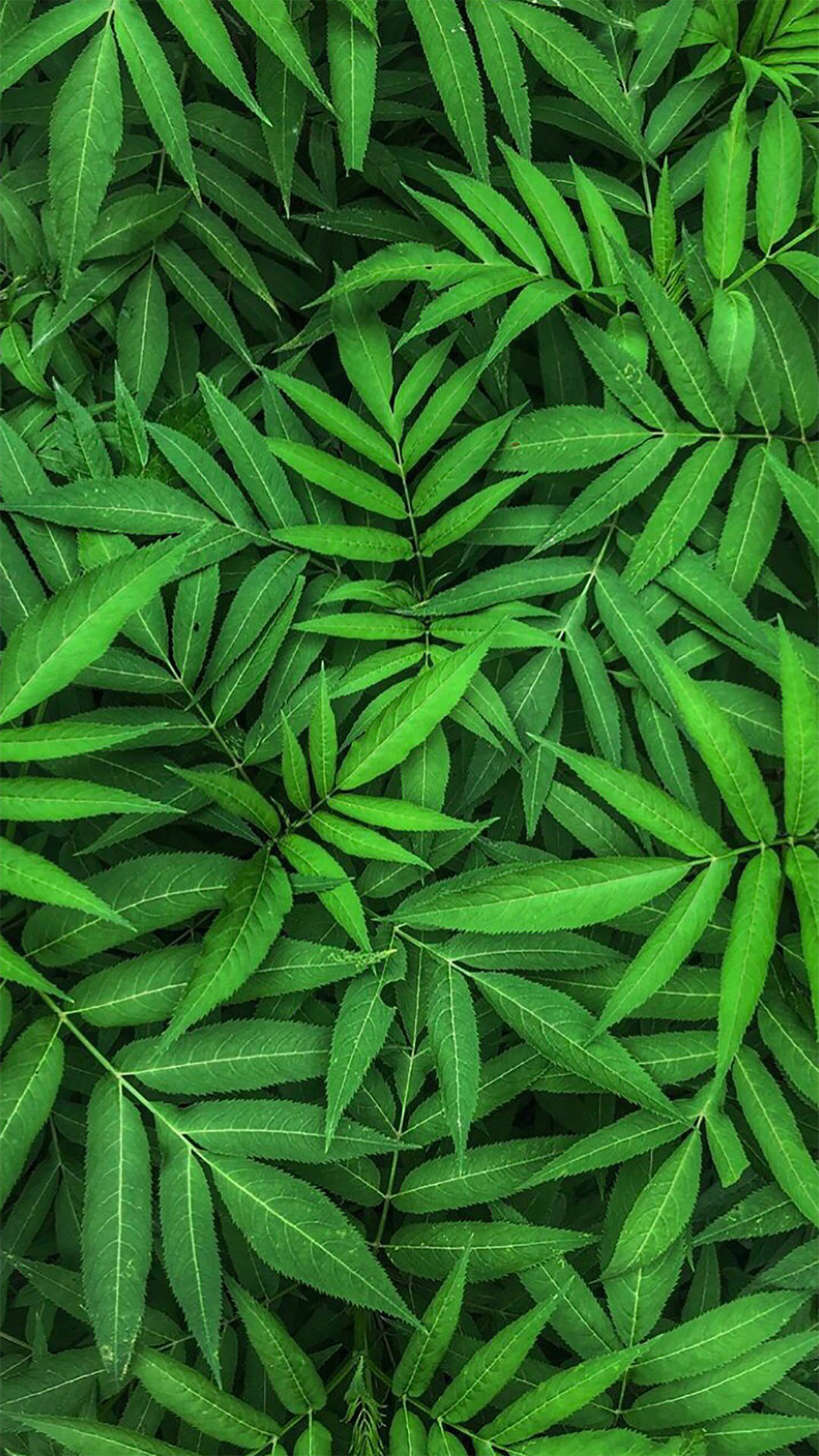 3125X5558 Sage Green Wallpaper and Background