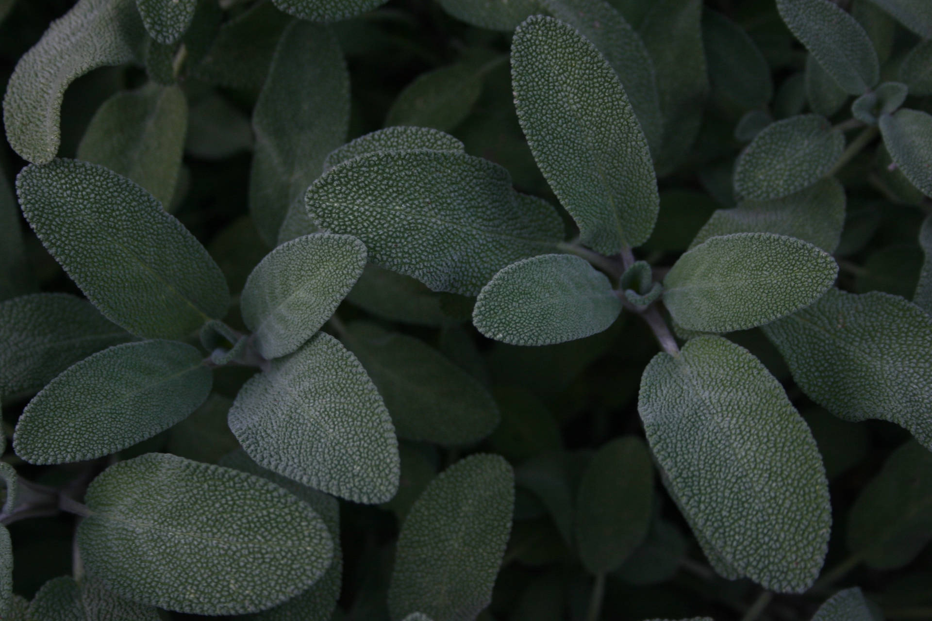 3583X2389 Sage Green Wallpaper and Background
