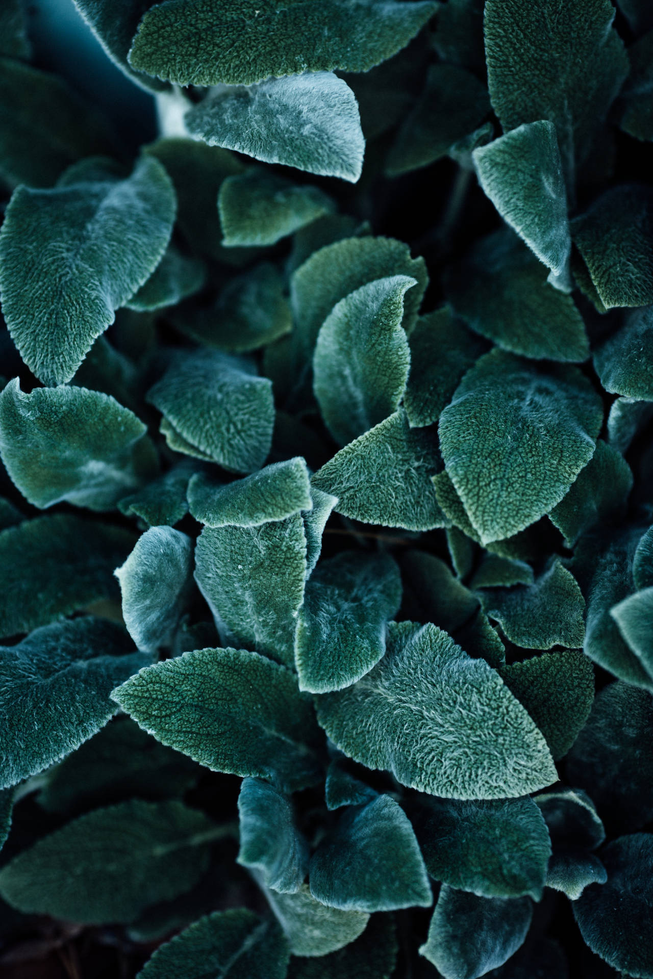 3840X5760 Sage Green Wallpaper and Background