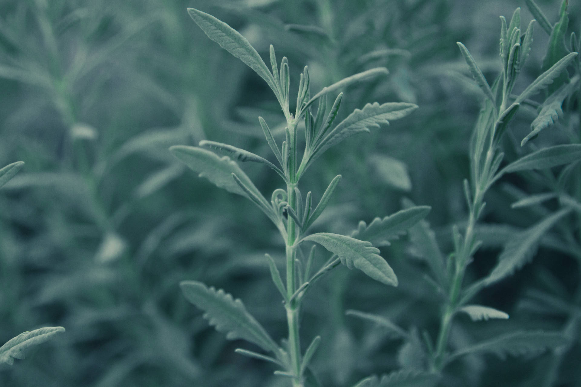 Sage Green 5000X3333 Wallpaper and Background Image