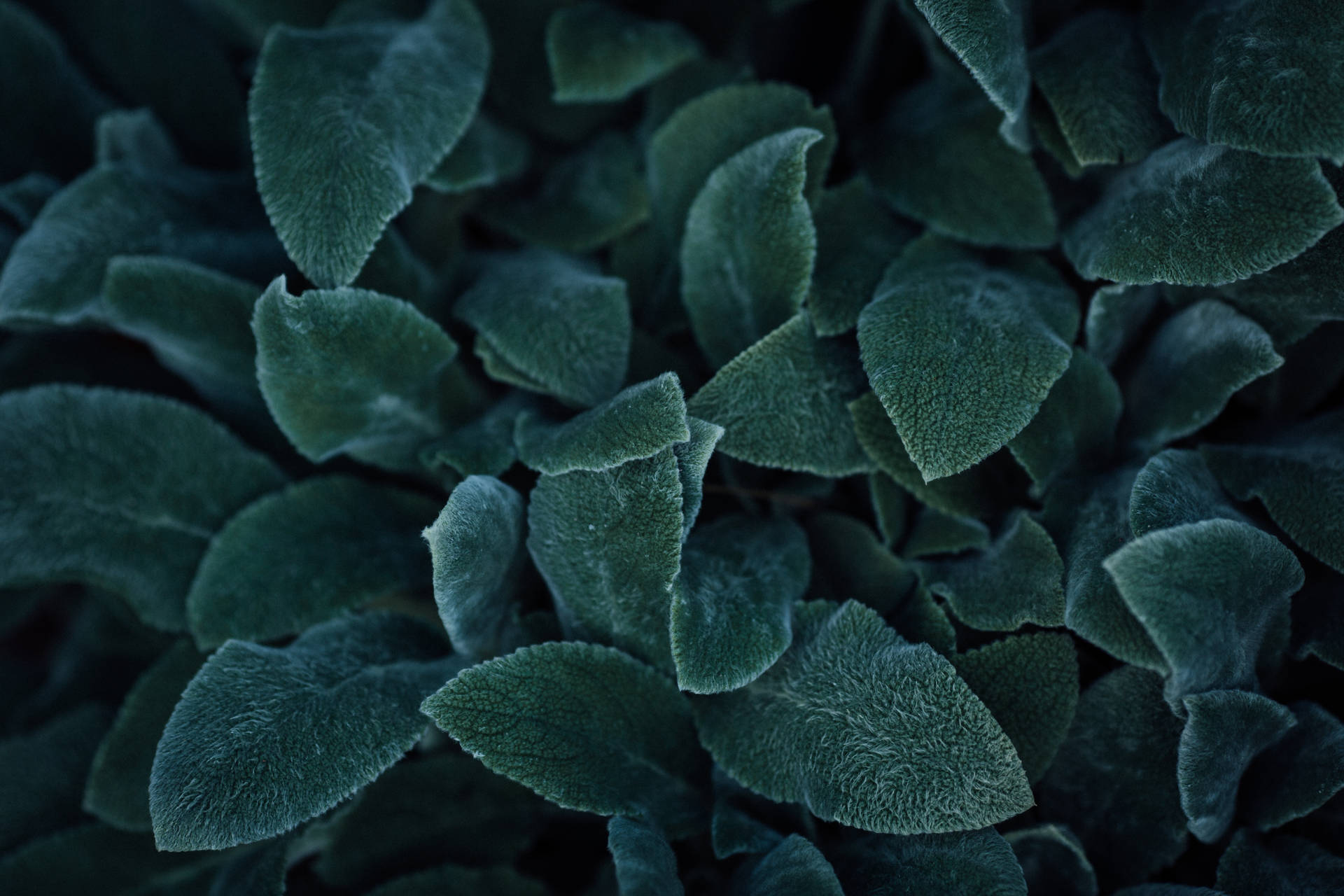 Sage Green 5760X3840 Wallpaper and Background Image