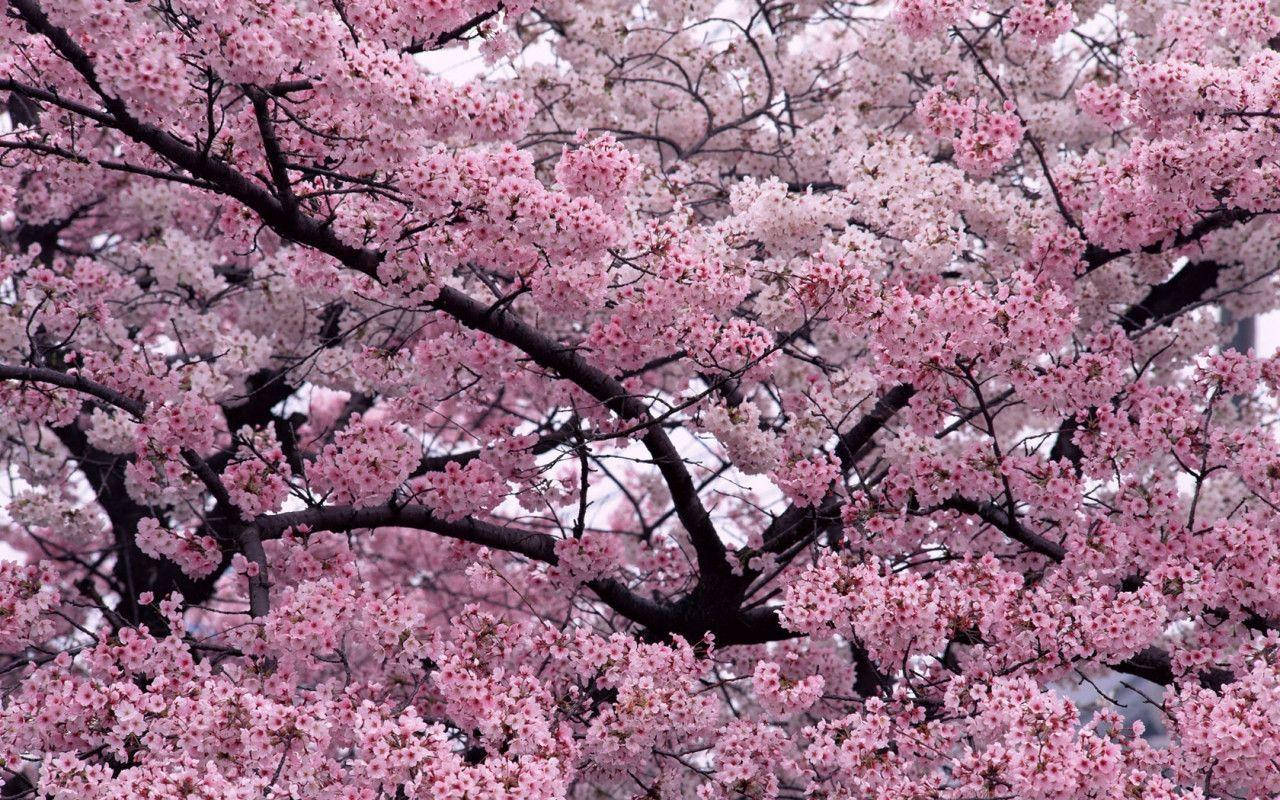 Sakura 1280X800 Wallpaper and Background Image