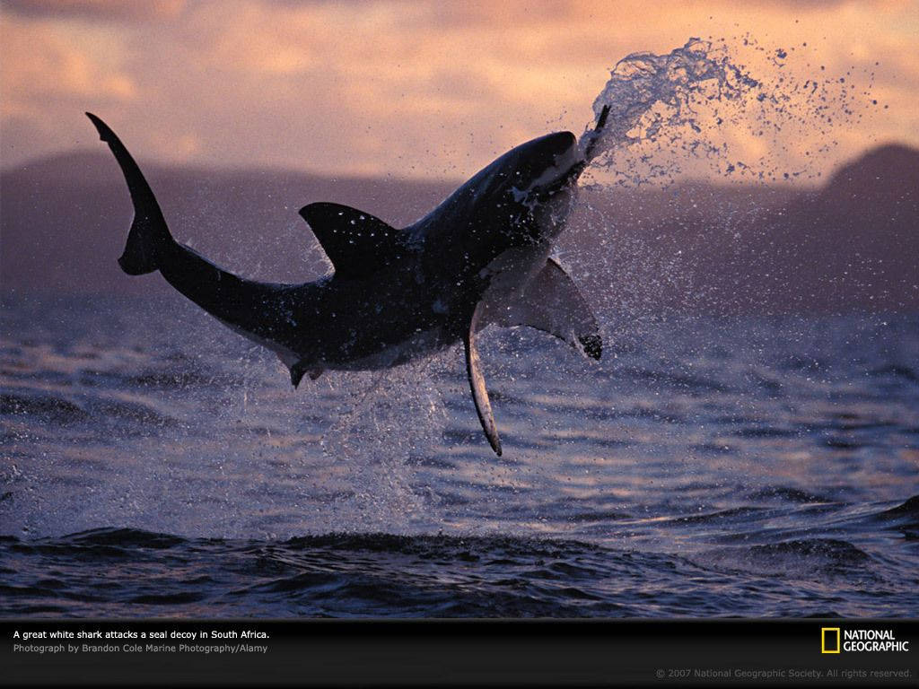 Shark 1024X768 Wallpaper and Background Image