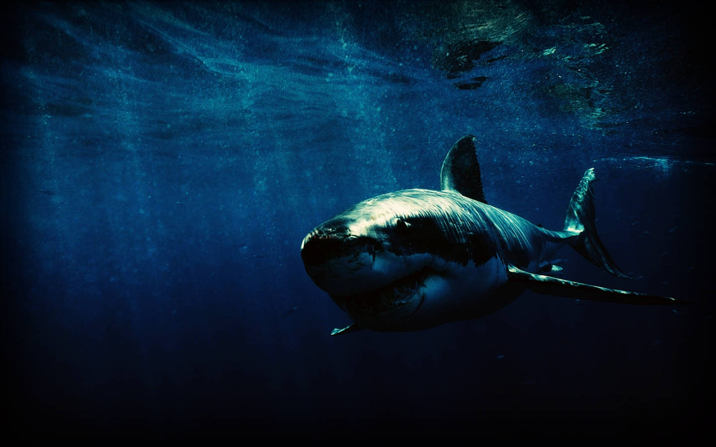 Shark 1440X900 Wallpaper and Background Image