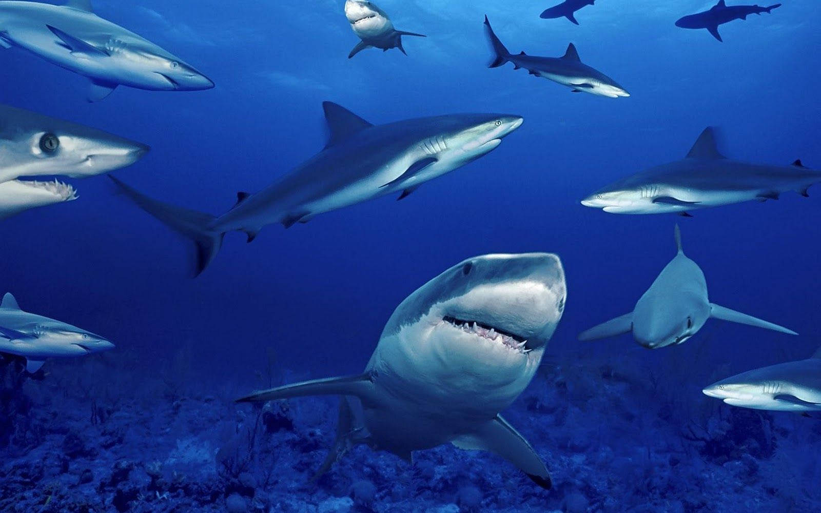Shark 1600X1000 Wallpaper and Background Image