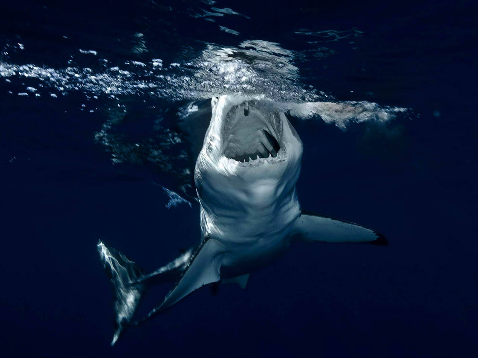 Shark 1600X1200 Wallpaper and Background Image