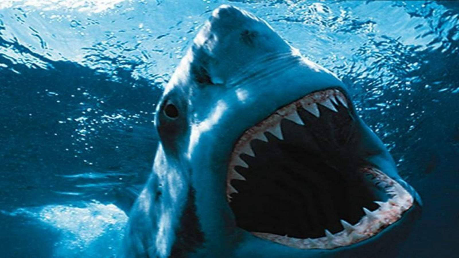 Shark 1600X900 Wallpaper and Background Image