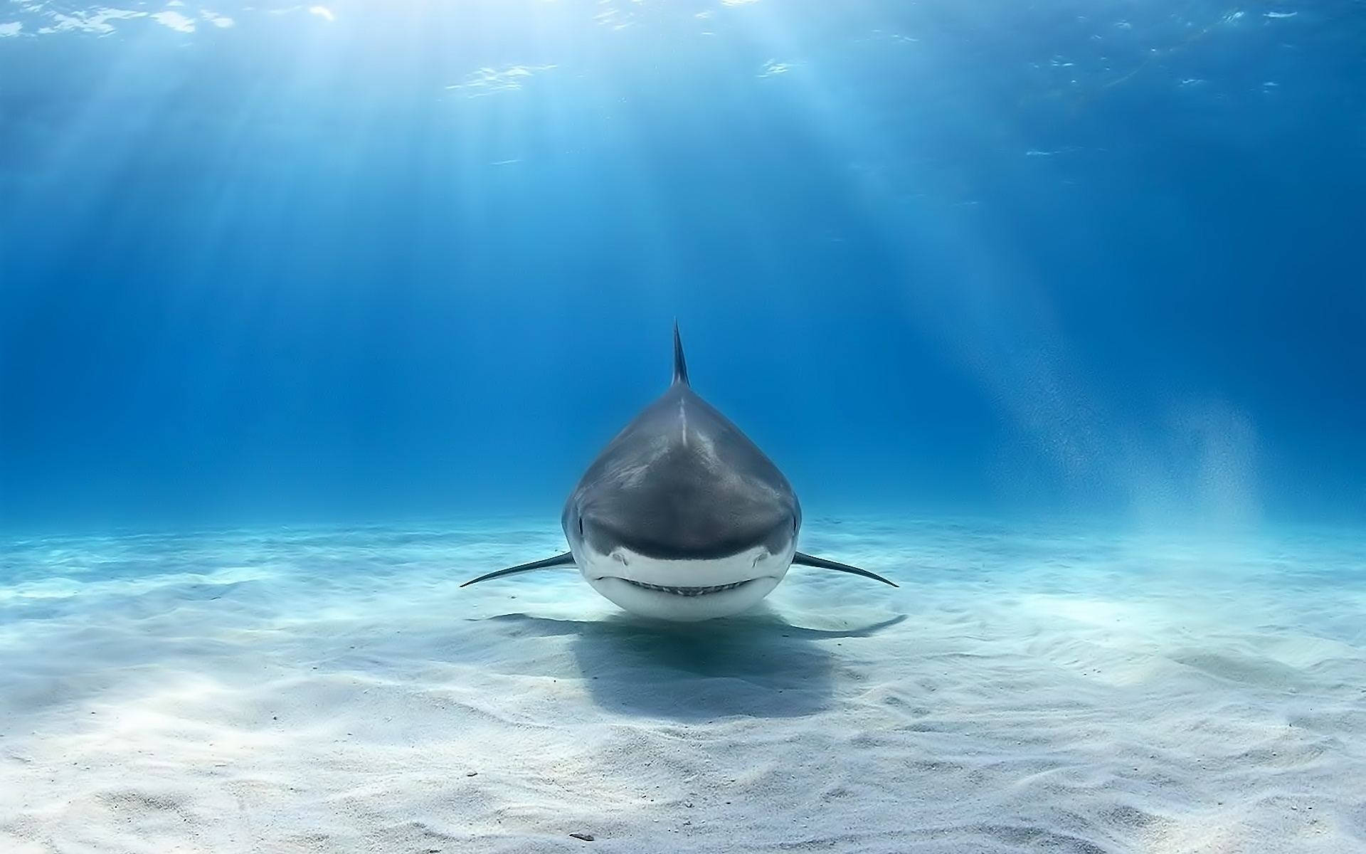 1920X1200 Shark Wallpaper and Background