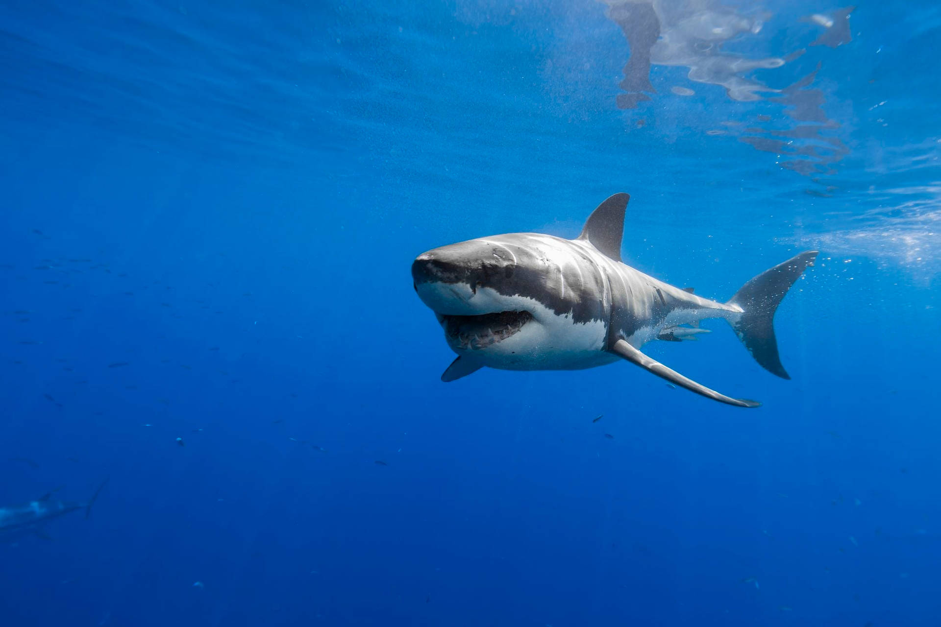 Shark 2048X1365 Wallpaper and Background Image