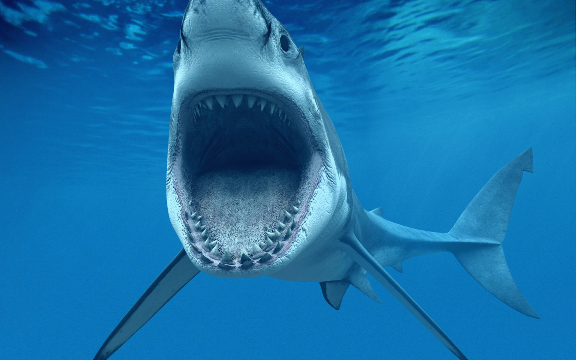 Shark 2560X1600 Wallpaper and Background Image
