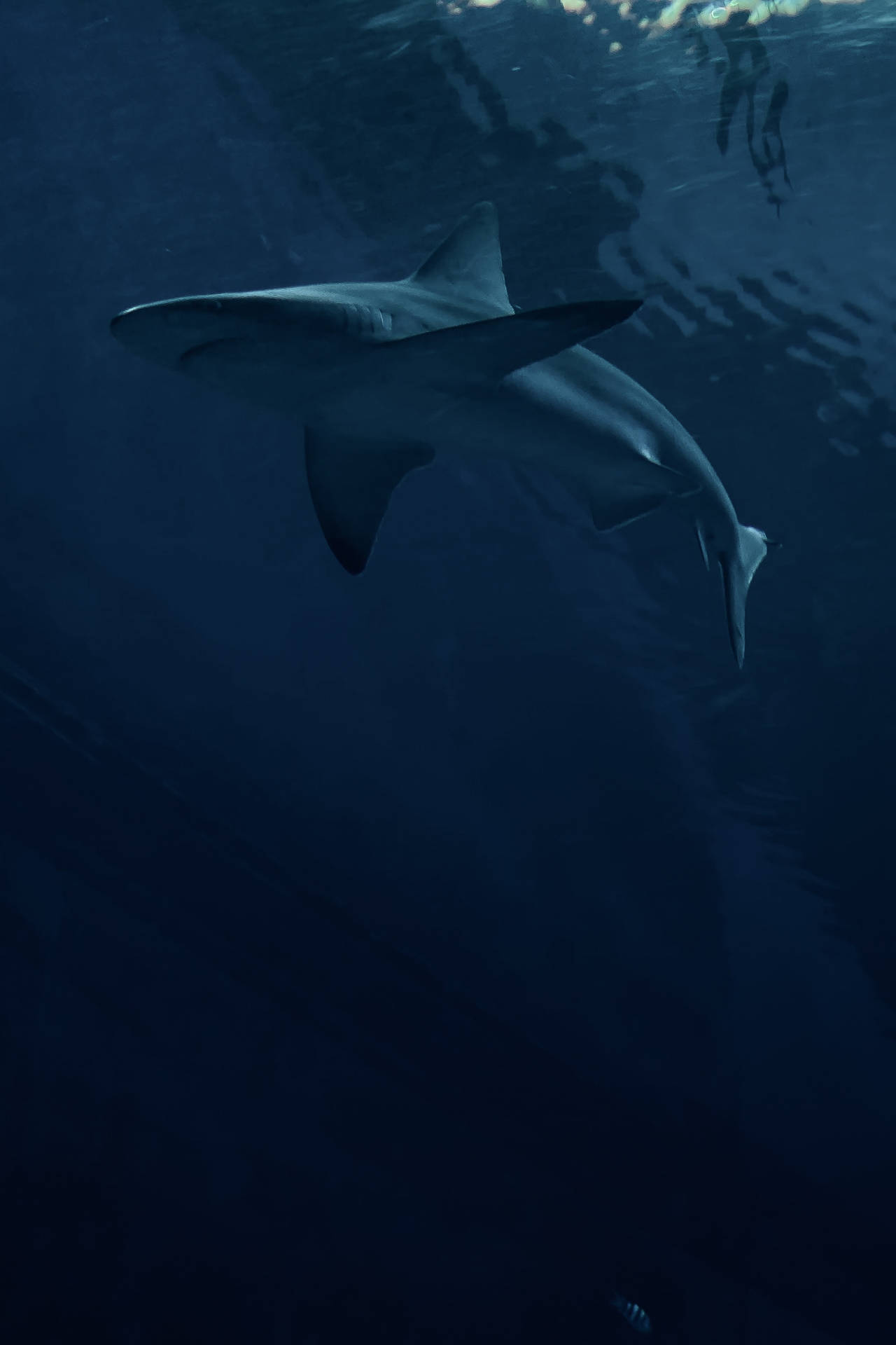 2688X4032 Shark Wallpaper and Background